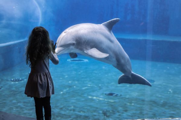 Bambini con delfino Acquario di Genova