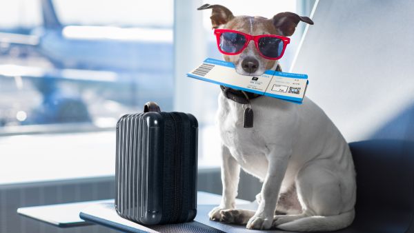 viaggiare in aereo con un cane