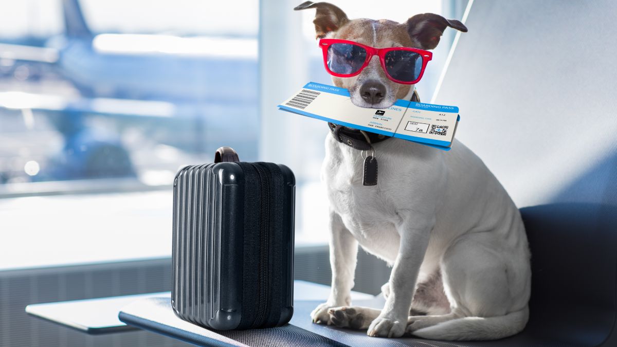 viaggiare in aereo con un cane